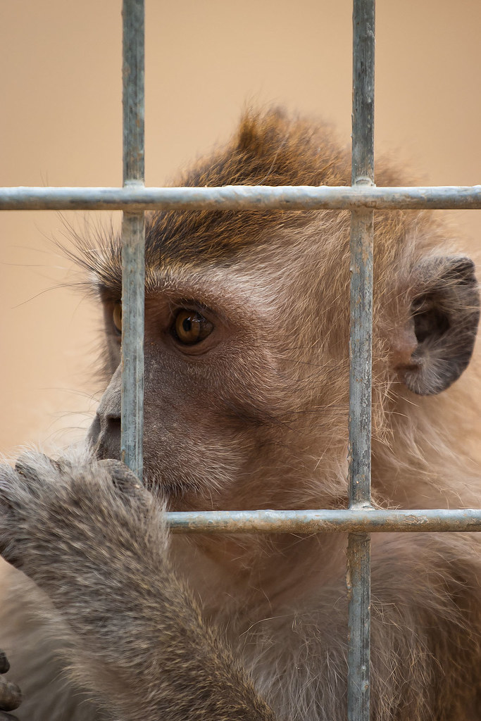 Mountain Monkey at The Riyadh Zoo Waleed Alzuhair Flickr