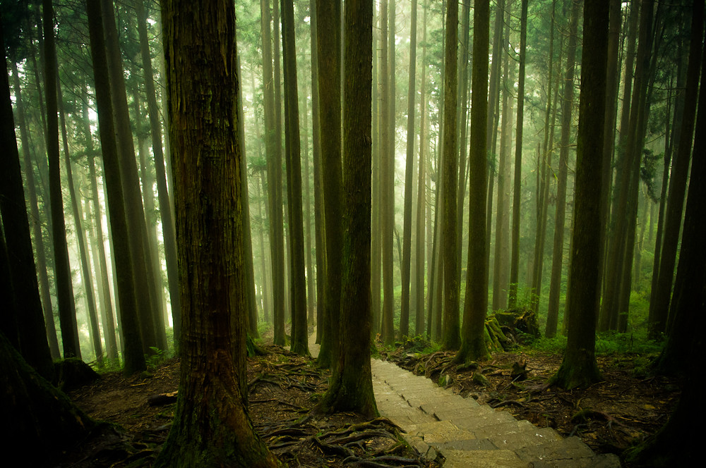 Forests of Alishan 2 | Sorry, one more forest-scape from Ali… | Flickr