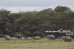 암보셀리 국립공원/Amboseli National Park