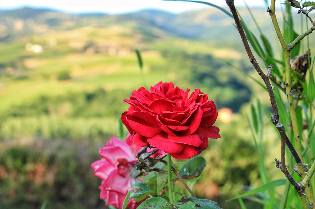 Flowers, rose, in Ternand and the countryside 