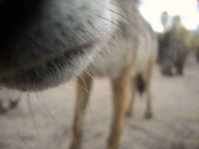 coyote close-up