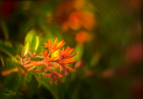 Image of a painted orange-red Firebush Plant