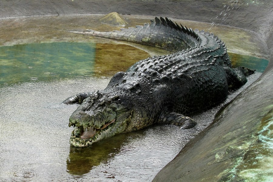 Крокодил Лолонг.