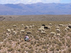 Sheepherder - Ovejera; cerca de Yunchara, Departamento de Tarija, Bolivia