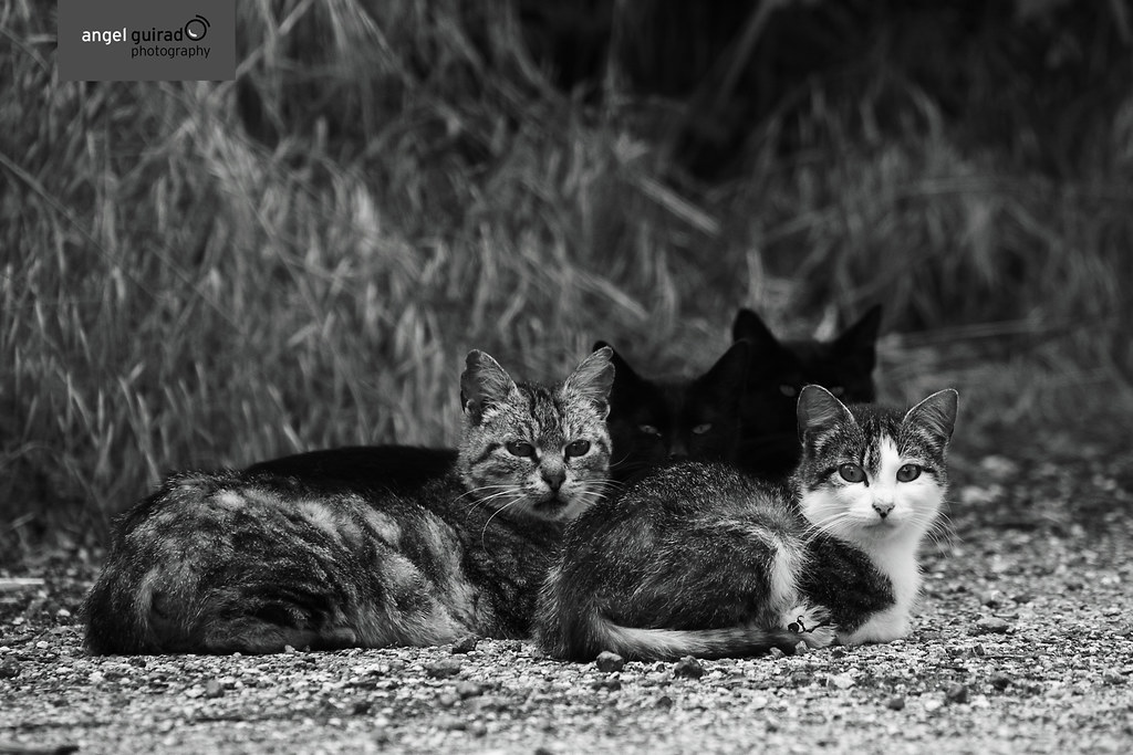 Catos A family of cats (gatos in Spanish). Believe it or n… Flickr