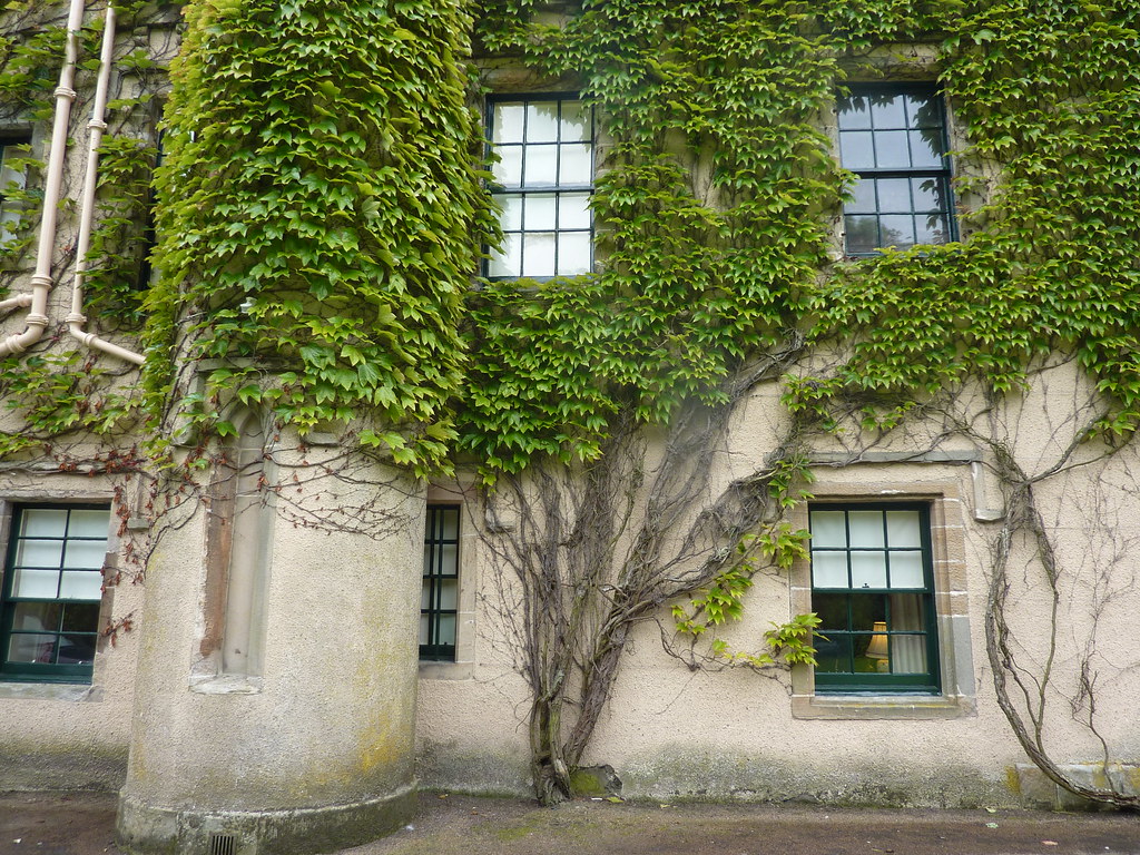Ivy-covered wall | Beth | Flickr
