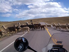 Lama crossing
