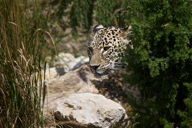 Persian leopard / Nordpersischer Leopard