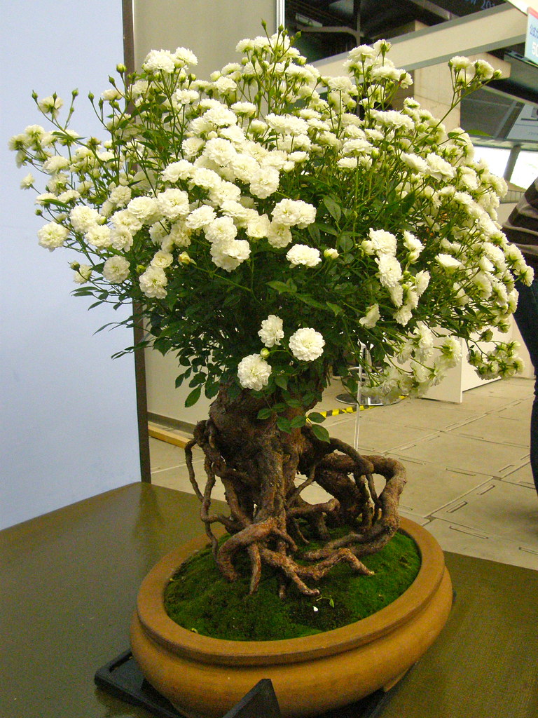 Bonsai Rose Tree of the decade Don t miss out 