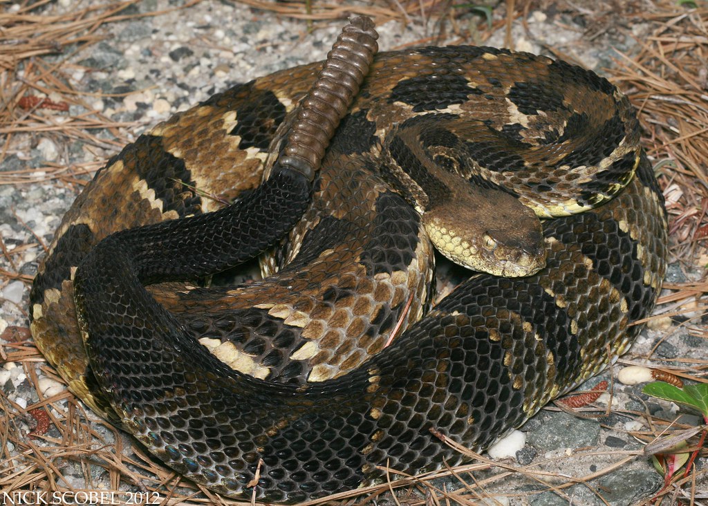 Timber Rattlesnake | Crotalus horridus July, 2012. New Jerse… | Flickr