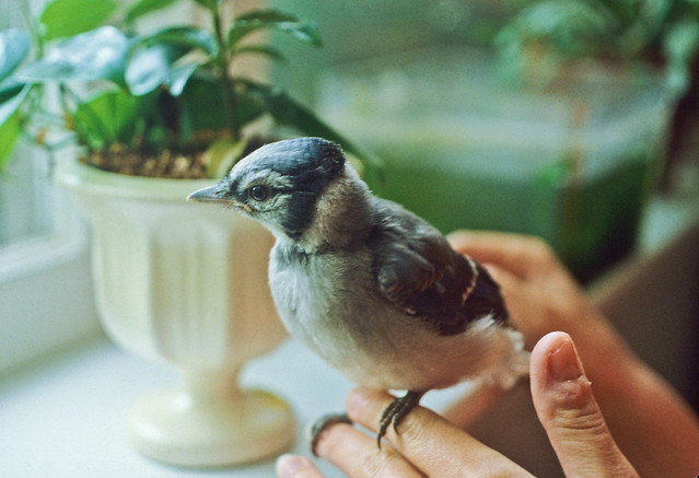 Ludwig the Blue Jay