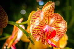 Epcot - Yellow Orchids