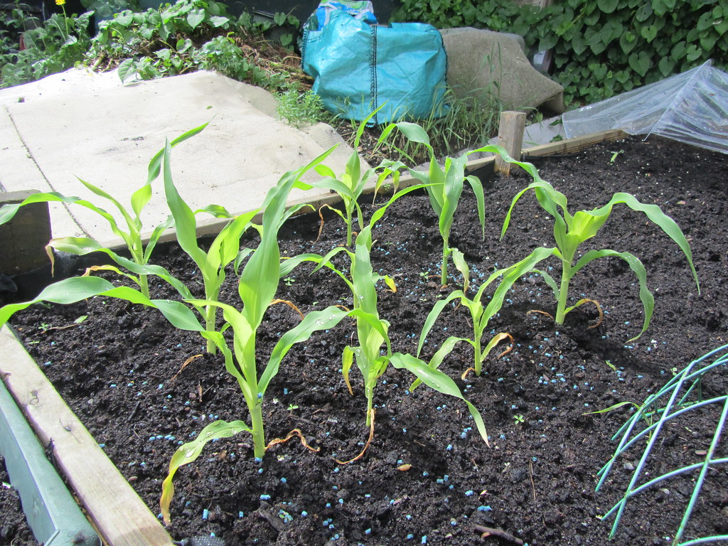 My Garden Where I Grow My Own Sweetcorn Now Doubled In H Flickr