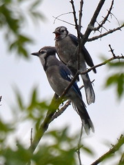 Blue Jay and Juvi