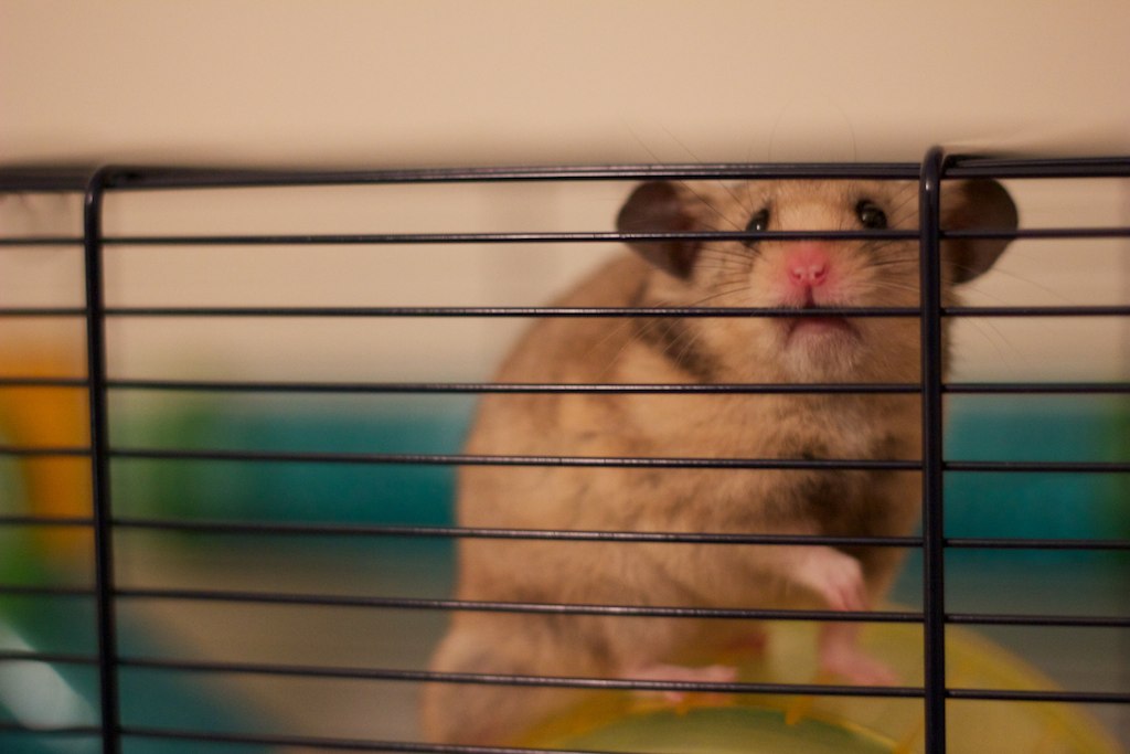 Koali the Hamster, caged