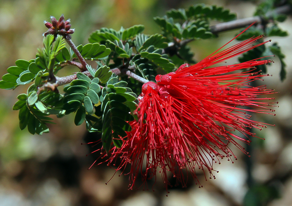 Flowers Wildlife Thousand Oaks Botanical Gardens May Flickr