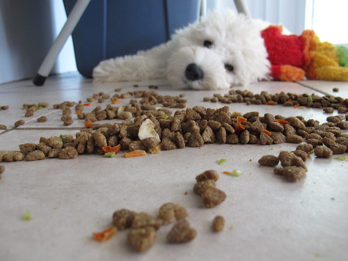 Dog played with his food.