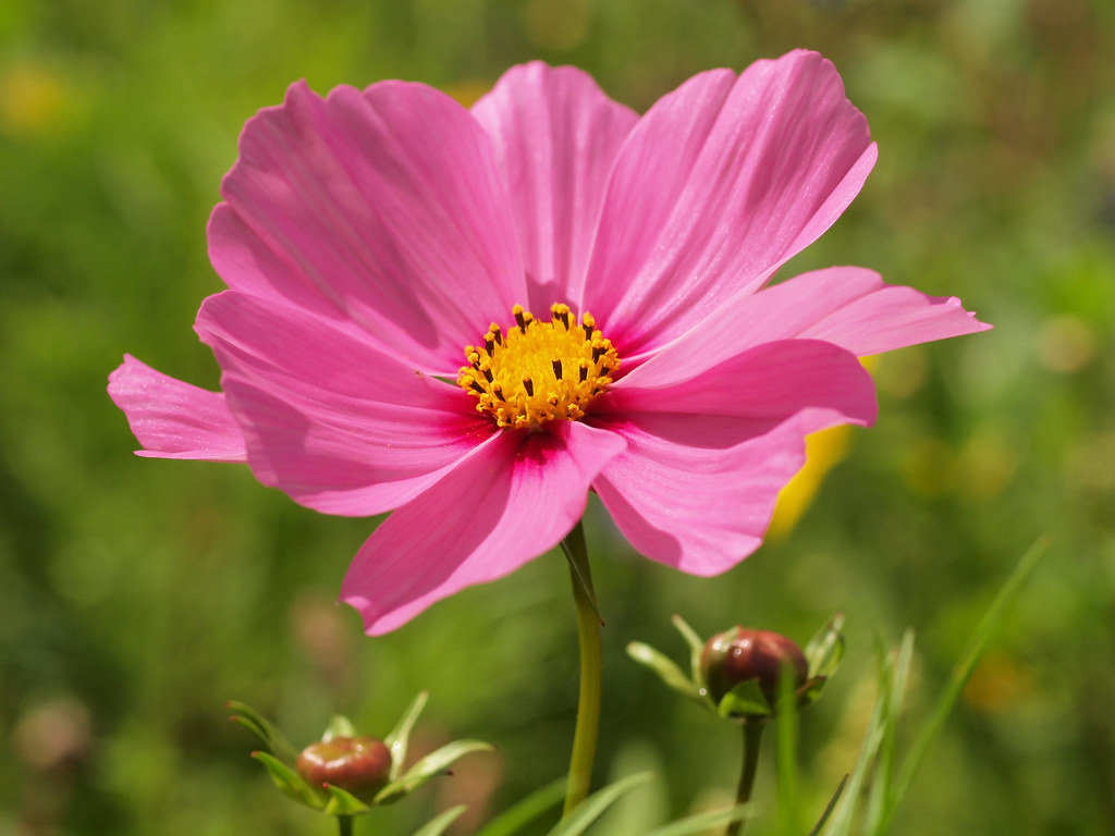 Mooie bloem naam Roze Kosmos De cosmea Flickr