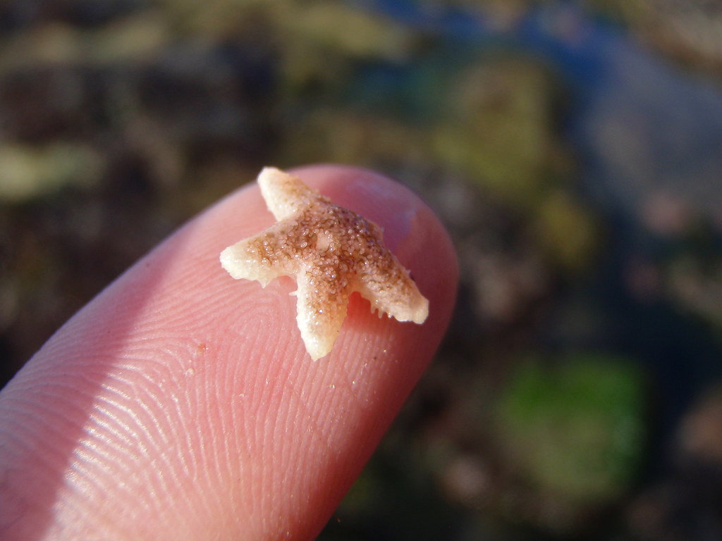 Baby Sea Star | Haylerwhaler | Flickr