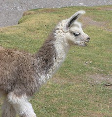 Baby Llama on its way home; cerca de Cabreria, Departamento de Potosí, Bolivia