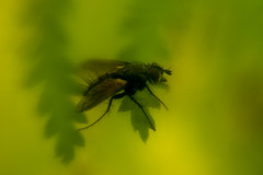 flying bug