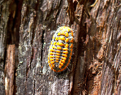 Female mealybug