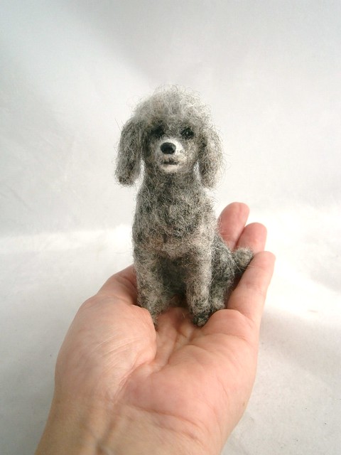 silver toy poodle Flickr Photo Sharing 