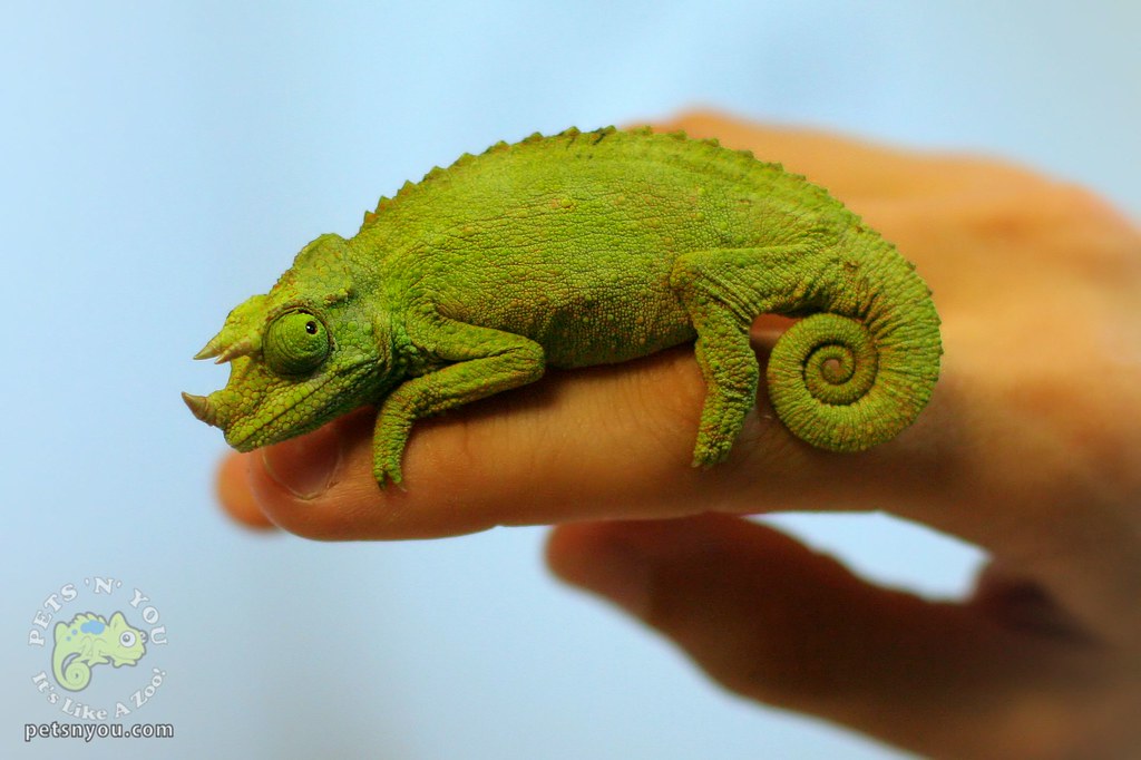 Jackson's Chameleon | A Jackson's Chameleon at Pets N You in… | Flickr