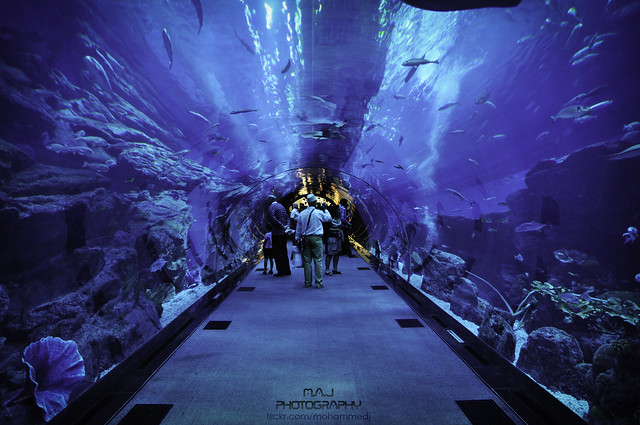 Dubai Aquarium - M.A.J Photography