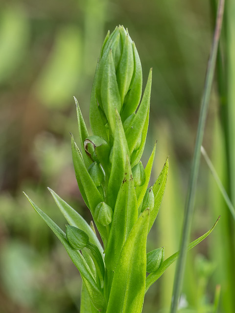 Water-spider orchid
