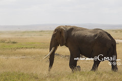암보셀리 국립공원/Amboseli National Park