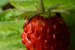 forest strawberry