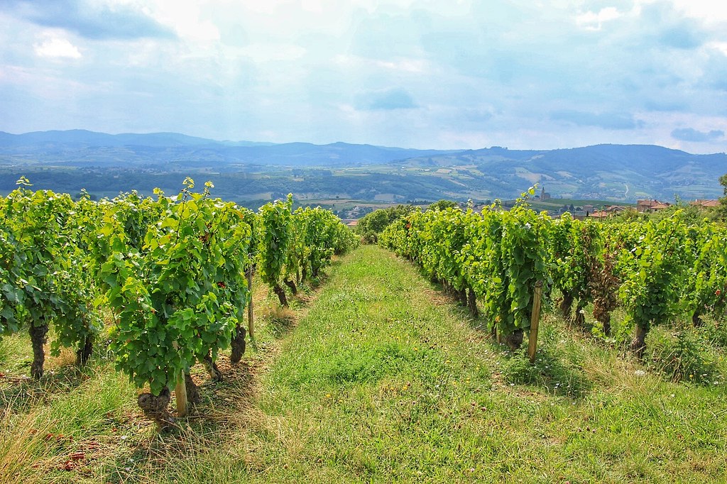 Vineyards in France
