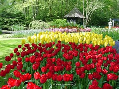 Dutch Tulips, Keukenhof Gardens, Holland - 4001