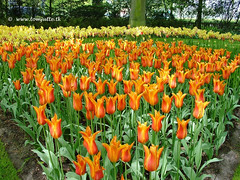 Dutch Tulips, Keukenhof Gardens, Netherlands - 3918