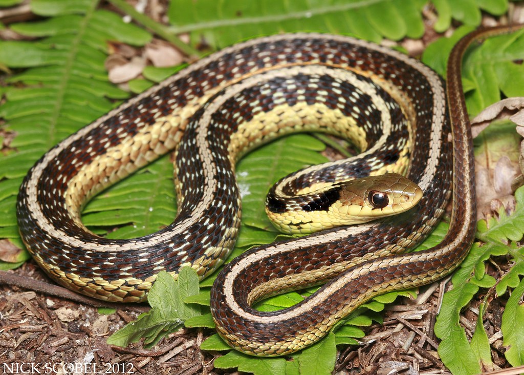 Eastern Garter Snake | Thamnophis Sirtalis Sirtalis Septembe… | Flickr