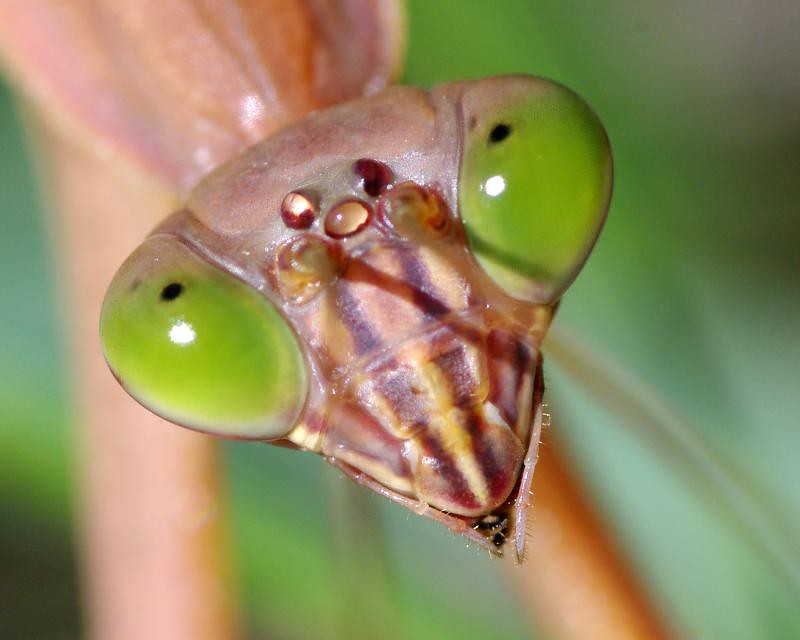 mantis compound crossbow