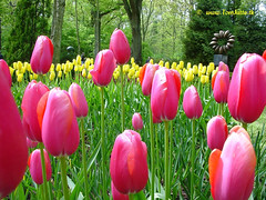 Dutch Tulips, Keukenhof Gardens, Netherlands - 3935
