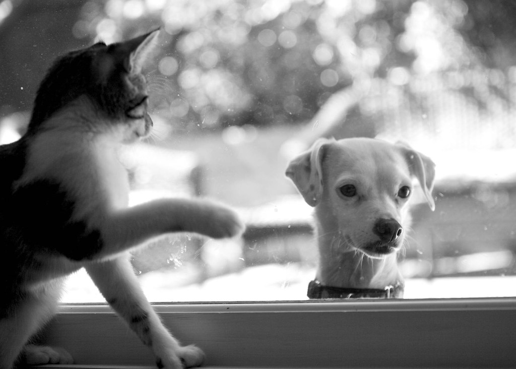 Cat at the Window | Oki loves her kitten so much she came to… | Flickr