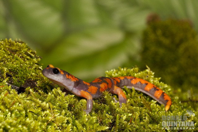 Purple and orange salamander, Sierra Nevada Ensatina, Ensatina eschscholtzii on moss