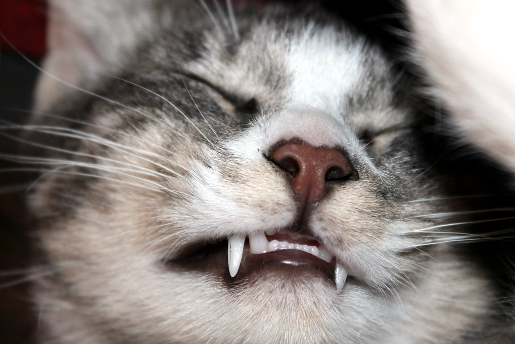 Cat teeth | My cat shows his cat teeth and fangs while he is… | Flickr