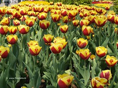 Dutch Tulips, Keukenhof Gardens, Netherlands - 0646