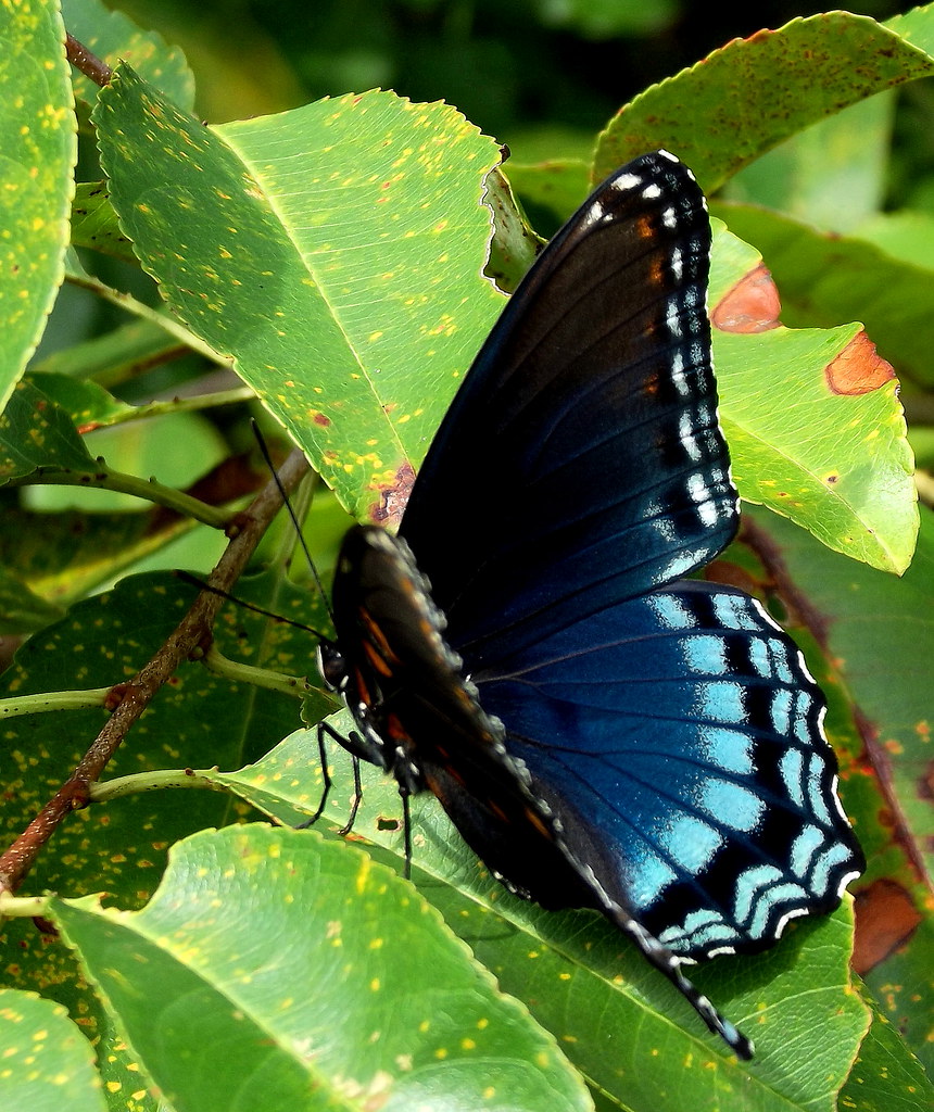 black-and-blue-butterfly-limenitis-arthemis-chuck-wilkins-flickr