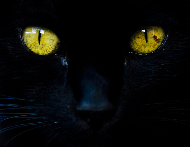 Black cat eyes | Flickr - Photo Sharing!