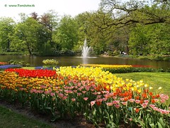 Dutch Tulips, Keukenhof Gardens, Holland - 0682