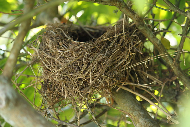 Gold bird s nest. Птицы гнездо пленка. Giant Birdsnest диван-гнездо. Деревьев Nest 1360. Birds' Nests in Trees.