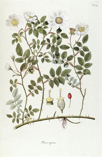 n195_w1150 | Fragmenta botanica, figuris coloratis illustrat… | Flickr