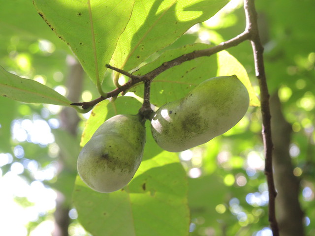 PawPaw are a native fruit in Virginia