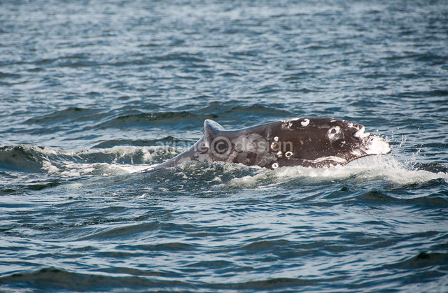Friendly Humpback whale encounter!