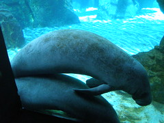 Aquarium van Genua